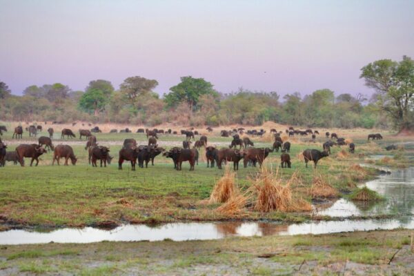 Angola Uncharted Mobile Safari Camps - Image 7