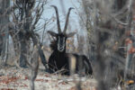 Caprivi Adventures - Image 3