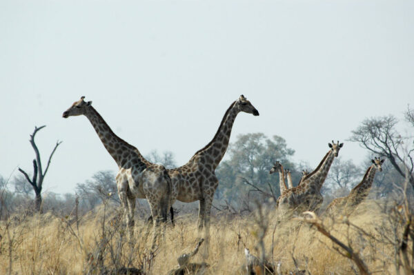 Caprivi Adventures - Image 4