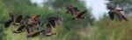 Caprivi Adventures - Image 5