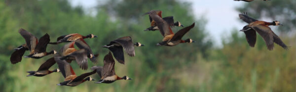 Caprivi Adventures - Image 5