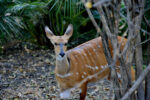 Chobe Bakwena - Image 3