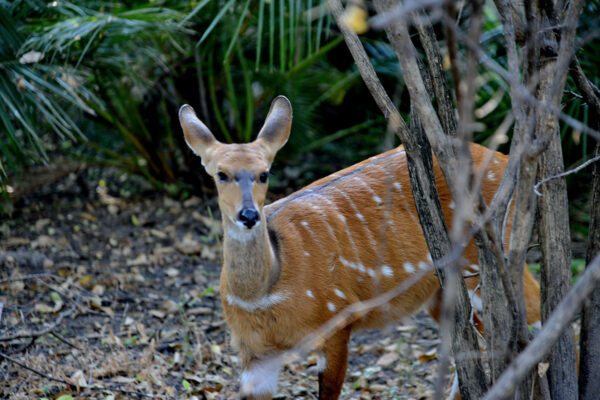 Chobe Bakwena - Image 3