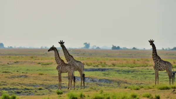 Cresta Mowana Safari Resort - Image 6