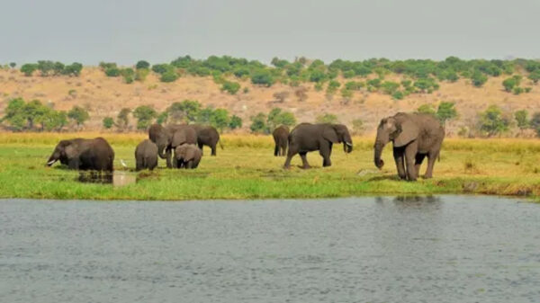 Cresta Mowana Safari Resort - Image 8