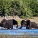 Divava Okavango Resort and Spa - Image 4