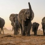 Imvelo Safari Lodges - Image 4