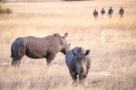 Imvelo Safari Lodges - Image 5