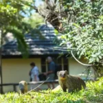 Kubu Lodge - Image 3