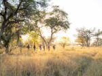 Kwando Safaris