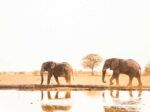 Kwando Safaris - Image 3