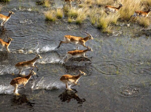Kwando Safaris - Image 4