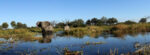 Letaka Safaris - Image 2