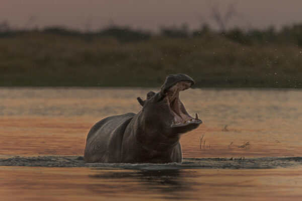 Letaka Safaris - Image 7
