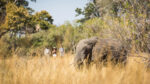 Machaba Safaris - Image 4