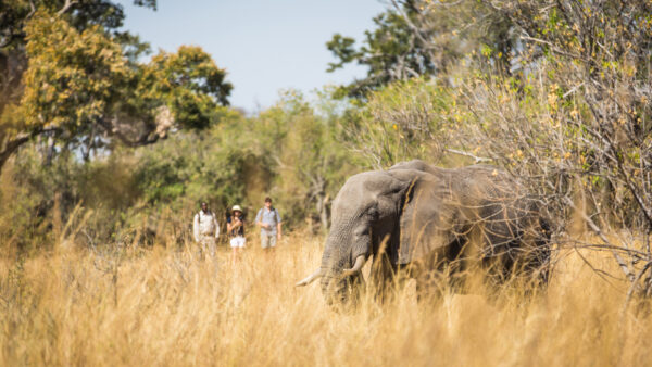 Machaba Safaris - Image 4