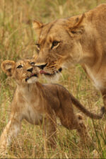 Machaba Safaris - Image 6