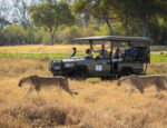 Ngoma Safari Lodge - Image 6