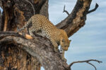 Natural Selection Safaris - Image 3