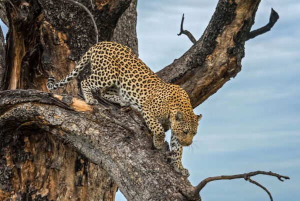 Natural Selection Safaris - Image 3