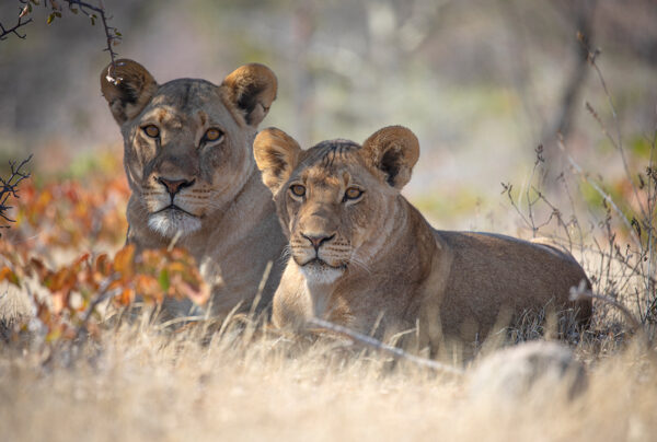 Natural Selection Safaris - Image 4