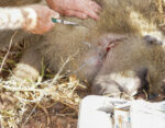 Victoria Falls Wildlife Trust - Image 4