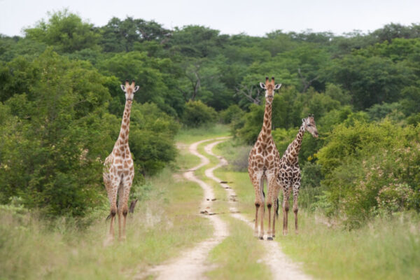 Umdingi Safaris - Image 2