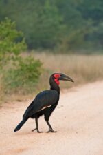 Umdingi Safaris - Image 3