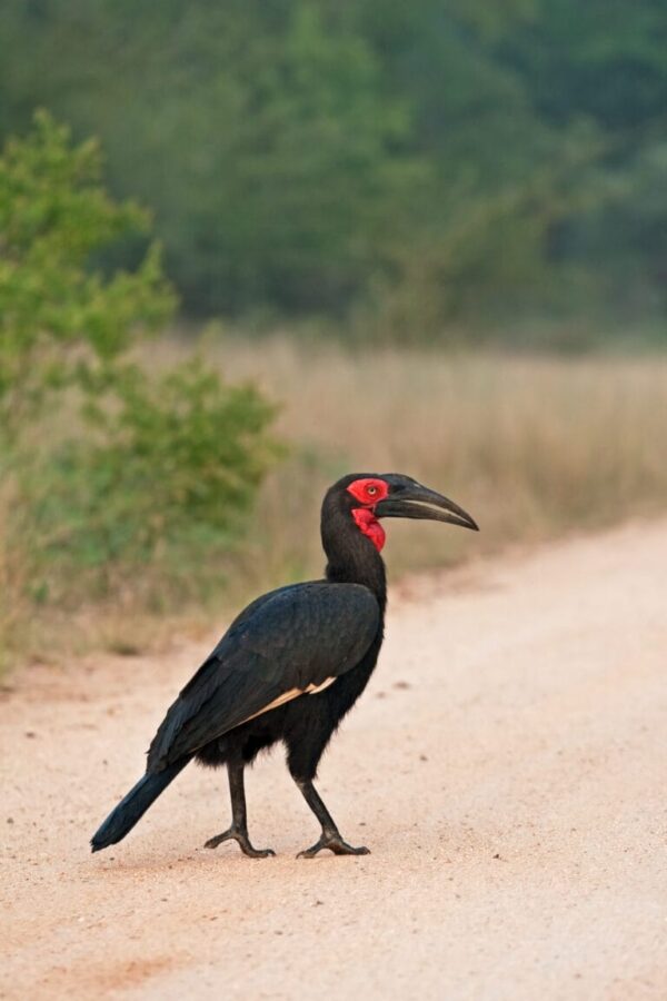 Umdingi Safaris - Image 3