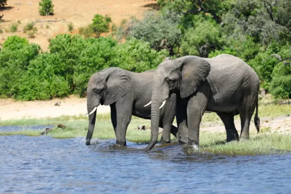 Umdingi Safaris - Image 5