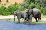 Umdingi Safaris - Image 5