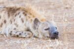 Umdingi Safaris - Image 6