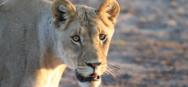 Shametu River Lodge - Image 5