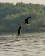 Ra ikane River Cruises - Image 3