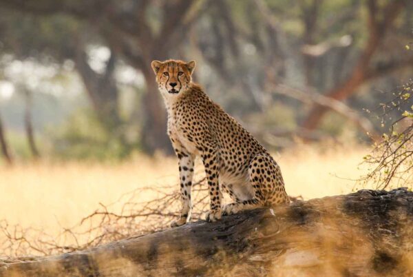 Camp Silwane Expeditions PvtLtd - Image 2