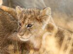 Camp Silwane Expeditions PvtLtd - Image 4