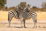 Camp Silwane Expeditions PvtLtd - Image 6