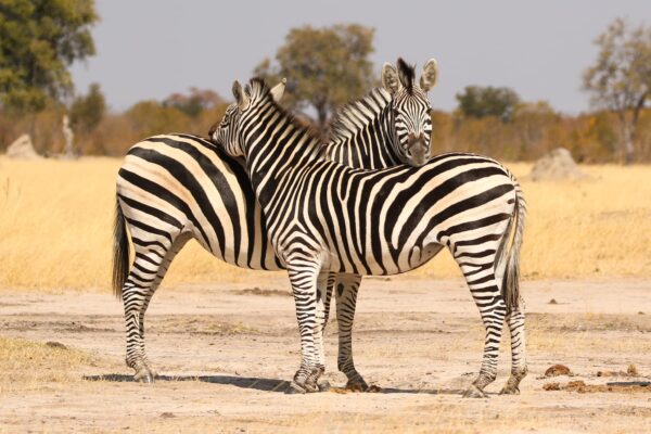 Camp Silwane Expeditions PvtLtd - Image 6