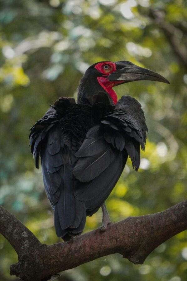 Hornbill Safaris - Image 2