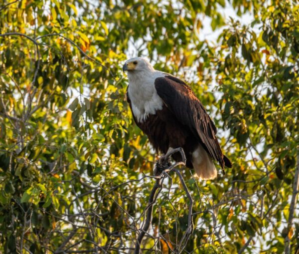 Hornbill Safaris - Image 4
