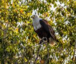Hornbill Safaris - Image 4