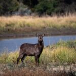 Hornbill Safaris - Image 5