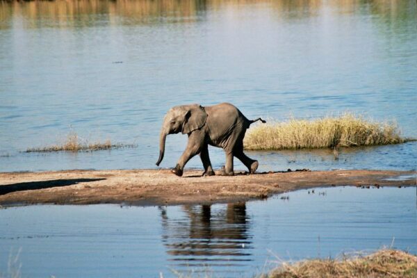 Kwalate Safaris - Image 3
