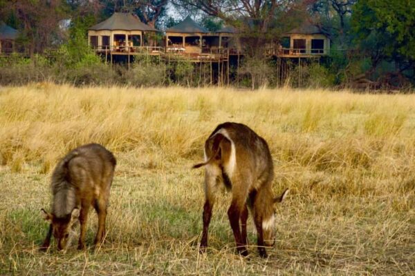 Nambwa Tented Lodge - Image 4