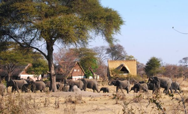 Ngamo Safaris - Ganda Lodge - Image 2