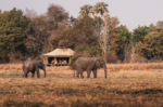 Musekese Conservation
