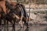 Musekese Conservation - Image 4