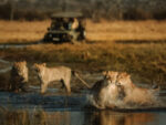 Savuti Khwai Linyanti Group of Camps - Image 4