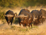 Savuti Khwai Linyanti Group of Camps - Image 5