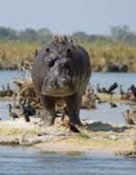 Shamvura Camp - Image 5